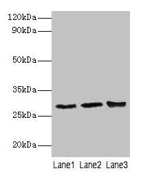 Ca1 Antibody