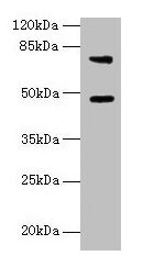 Casp12 Antibody