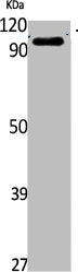 TRPV4 Antibody