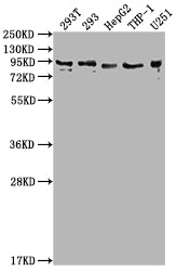 CCHCR1 Antibody