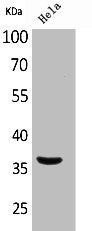 MCL1 Antibody