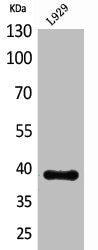 INHBE Antibody