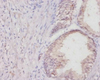 Col1a1 Antibody