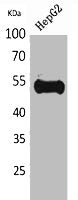 UBA52/RPS27A/UBB/UBC Antibody