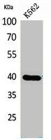 GPR87 Antibody