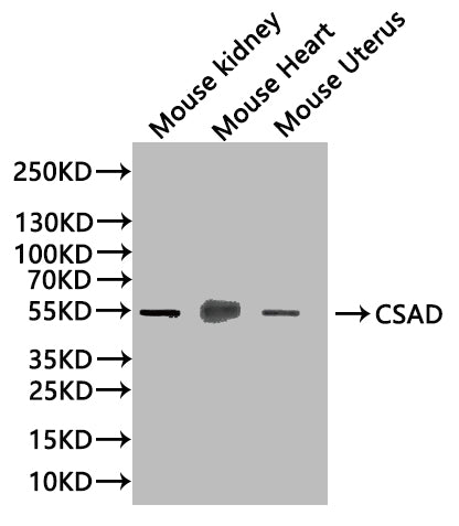 Csad Antibody