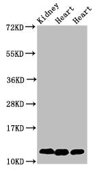 CYCS Antibody