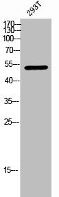 Phospho-CHEK1 (S317) Antibody
