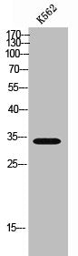 MRGPRX3 Antibody
