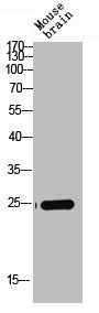 CLDN4 Antibody