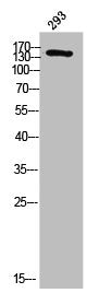 DCC Antibody
