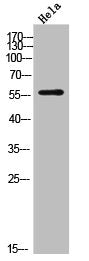 DKC1 Antibody
