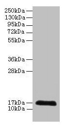 CDA Antibody