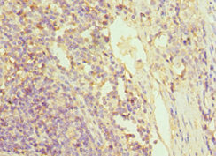 GRN Antibody