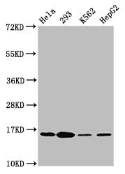 Phospho-H2AFX (S139) Antibody