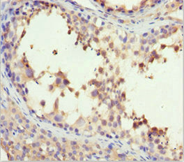 H2AFY Antibody