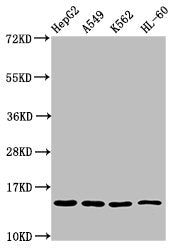 H2AFZ (Ab-7) Antibody