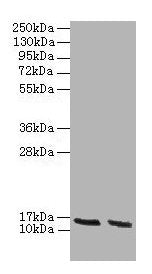 Hba Antibody
