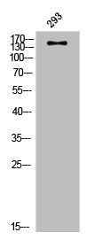 Phospho-MAP3K5 (S83) Antibody