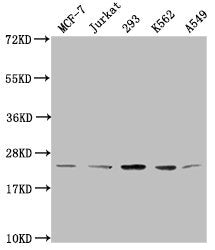 Mono-methyl-HIST1H1C (K96) Antibody