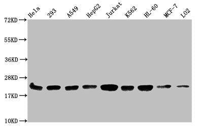 Mono-methyl-HIST1H1C (K186) Antibody