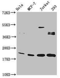 HIST1H1C (Ab-186) Antibody