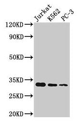 HIST1H1D (Ab-140) Antibody