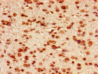 HIST1H2AG (Ab-95) Antibody