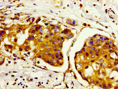HIST1H2AG (Ab-95) Antibody