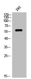 Phospho-PAK2 (S20) Antibody