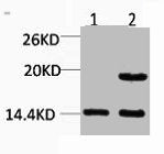 H2AFZ Antibody
