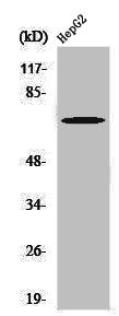 Phospho-PTPN11 (Y580) Antibody