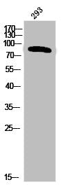 Phospho-INSR (Y1355) Antibody
