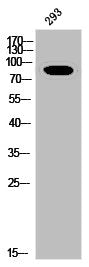 Phospho-INSR (Y1361) Antibody