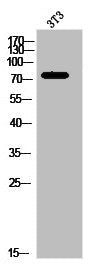 IRAK1 Antibody