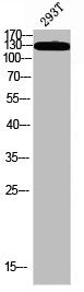 Phospho-IRS1 (S323) Antibody