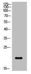 Phospho-CFL1 (S3) Antibody