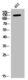 Phospho-JAK3 (Y785) Antibody