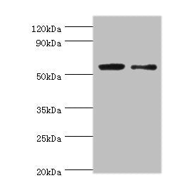 PGD Antibody
