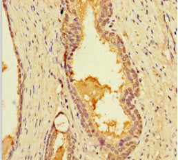LIMS3 Antibody