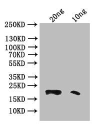 Phospholipase A2 Antibody
