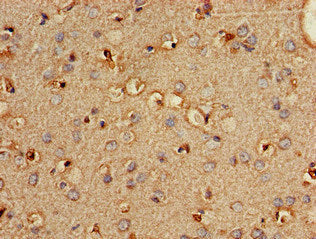 PLD3 Antibody