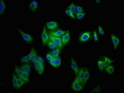 Prf1 Antibody