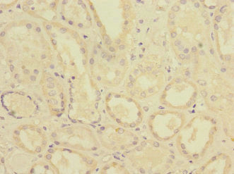 PTPN4 Antibody
