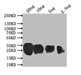 Sprr2b Antibody