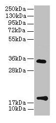 TMEM91 Antibody