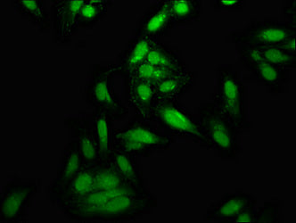 TOP1 Antibody