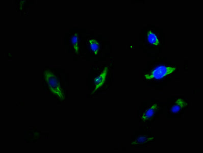 TRDN Antibody