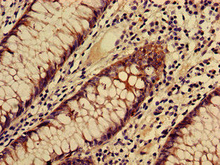 TSPAN8 Antibody
