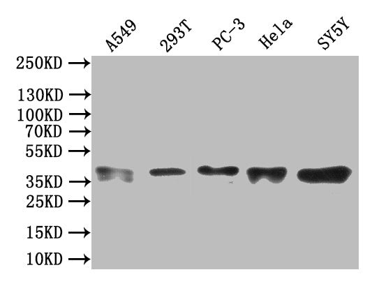 ZNF488 Antibody